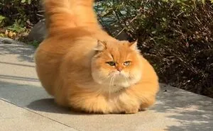This Page Shared 40 Funny Pics With Cats Who Have Absolutely No Respect For Rules, Logic, Or Personal Space 