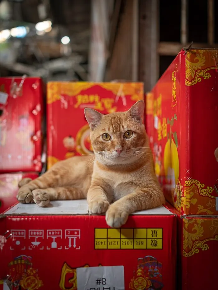 This Photographer Captured 40 New Photos Of Street Cats Around The World That Are Full Of Character