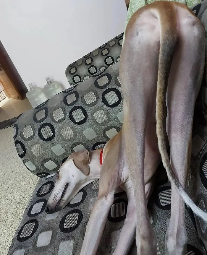 Funny pets image: A light-colored dog, likely a Saluki, sprawled oddly on a patterned sofa, missing the memo on normal sitting.
