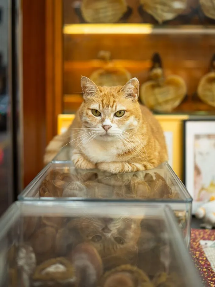 This Photographer Captured 40 New Photos Of Street Cats Around The World That Are Full Of Character