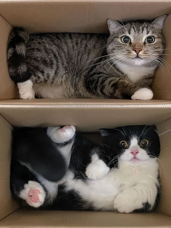 This Page Shared 40 Funny Pics With Cats Who Have Absolutely No Respect For Rules, Logic, Or Personal Space