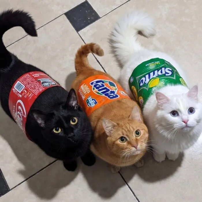 This Page Shared 40 Funny Pics With Cats Who Have Absolutely No Respect For Rules, Logic, Or Personal Space