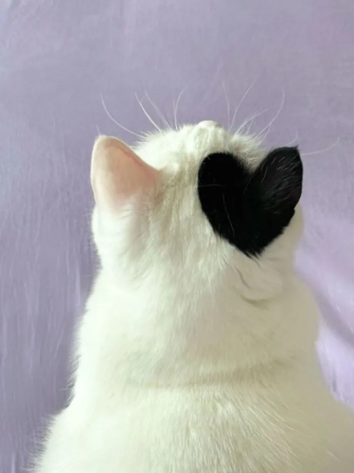 This Page Shared 40 Funny Pics With Cats Who Have Absolutely No Respect For Rules, Logic, Or Personal Space