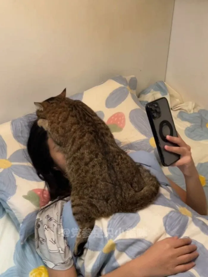 This Page Shared 40 Funny Pics With Cats Who Have Absolutely No Respect For Rules, Logic, Or Personal Space