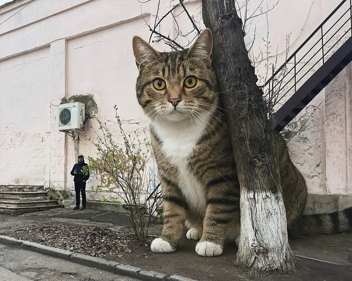 This Artist’s Giant Cat Photoshop Series Returns With 26 New Pics