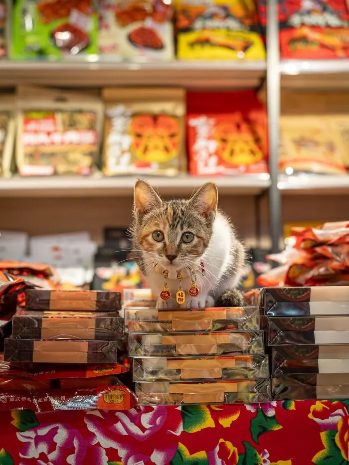 This Photographer Captured 40 New Photos Of Street Cats Around The World That Are Full Of Character