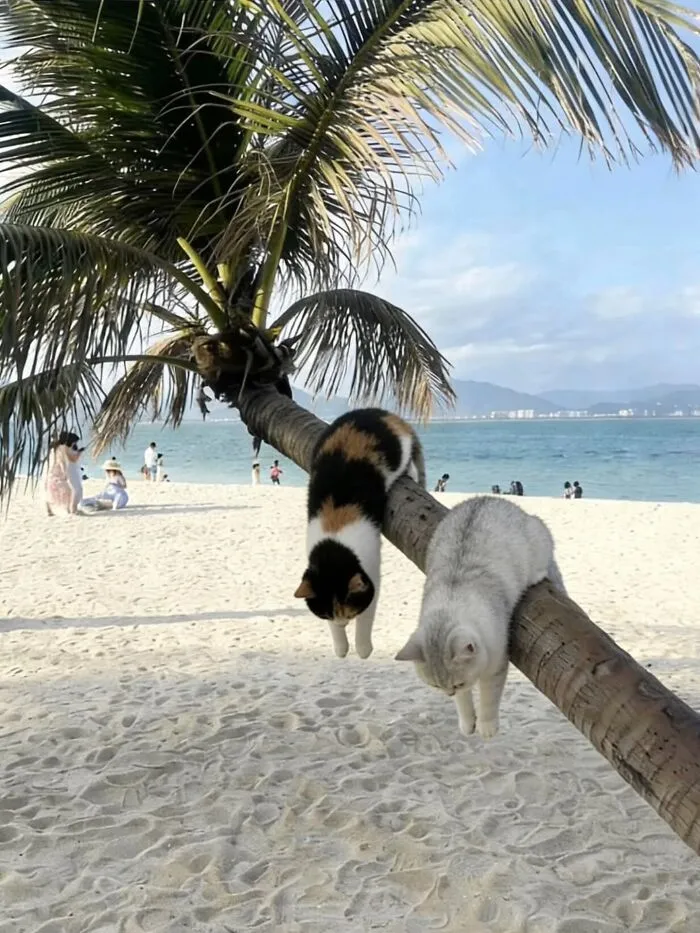 This Page Shared 40 Funny Pics With Cats Who Have Absolutely No Respect For Rules, Logic, Or Personal Space