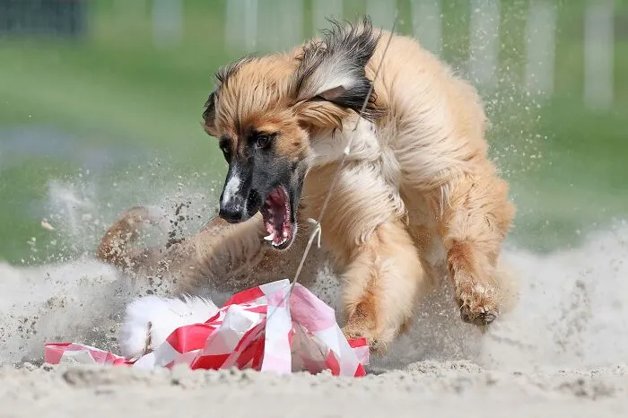 “It’s A Dog’s Life” By Rob Van Thienen