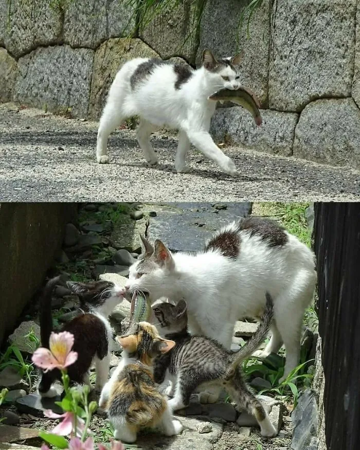 This Page Shared 40 Funny Pics With Cats Who Have Absolutely No Respect For Rules, Logic, Or Personal Space