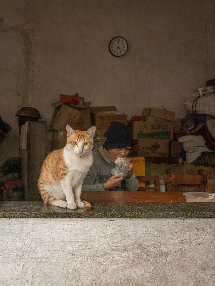 This Photographer Captured 40 New Photos Of Street Cats Around The World That Are Full Of Character