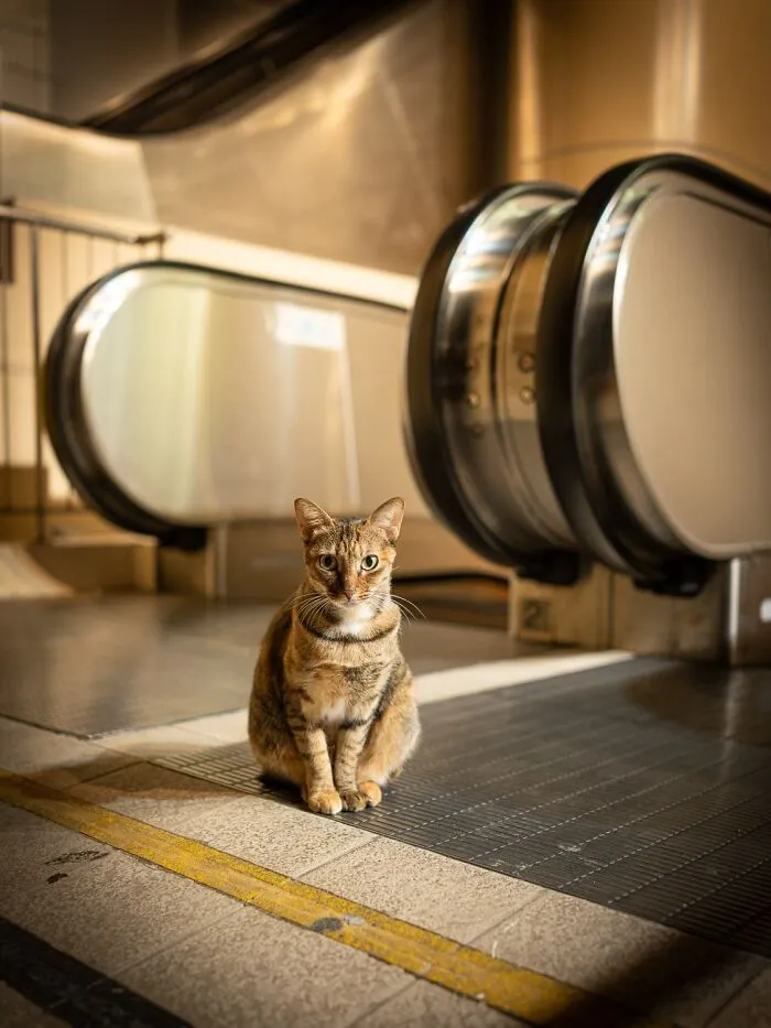 This Photographer Captured 40 New Photos Of Street Cats Around The World That Are Full Of Character