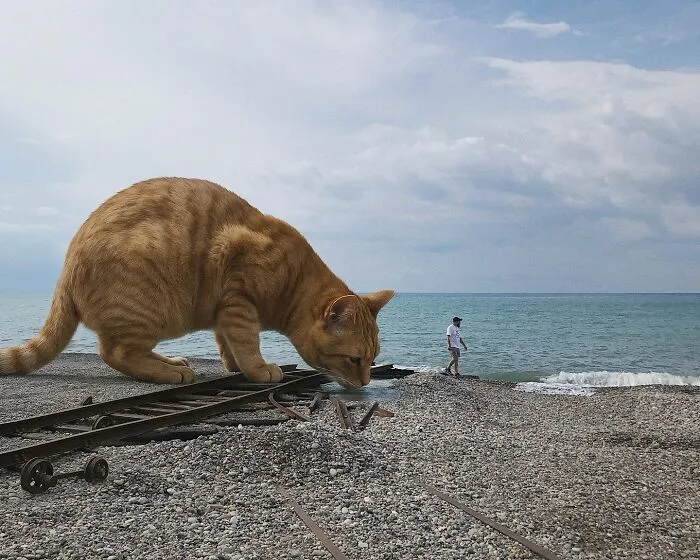 This Artist’s Giant Cat Photoshop Series Returns With 26 New Pics