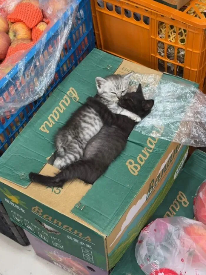 This Page Shared 40 Funny Pics With Cats Who Have Absolutely No Respect For Rules, Logic, Or Personal Space