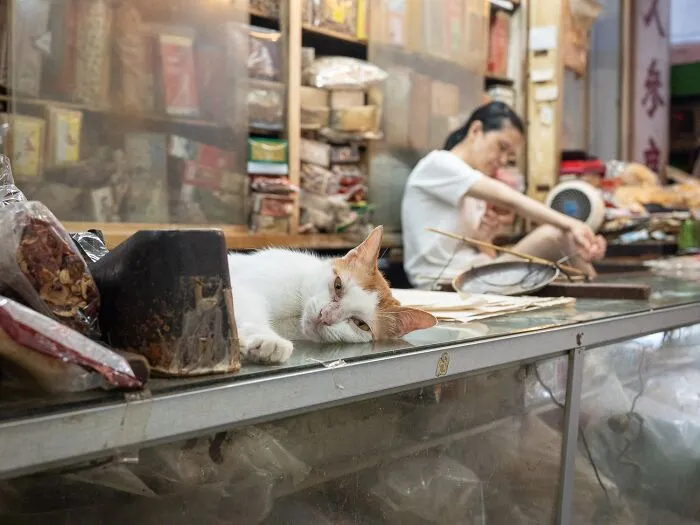 This Photographer Captured 40 New Photos Of Street Cats Around The World That Are Full Of Character