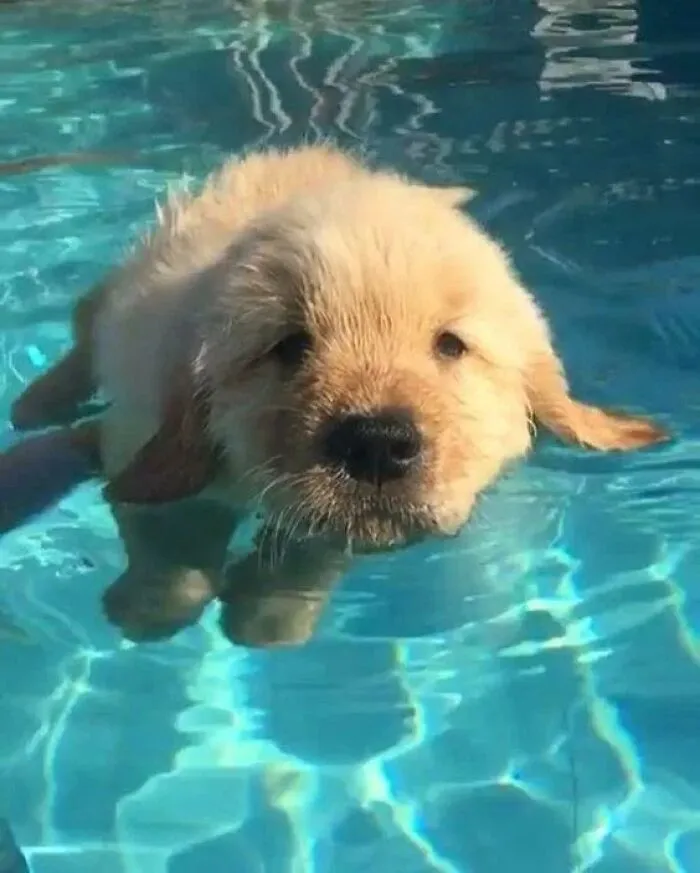 Harold’s First Swimming Lesson, He’s A Natural