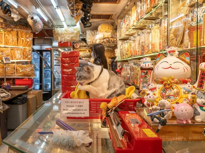 This Photographer Captured 40 New Photos Of Street Cats Around The World That Are Full Of Character