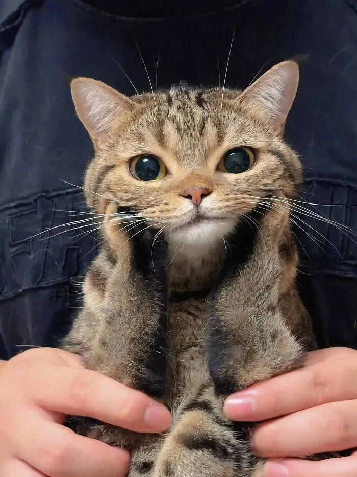 This Page Shared 40 Funny Pics With Cats Who Have Absolutely No Respect For Rules, Logic, Or Personal Space