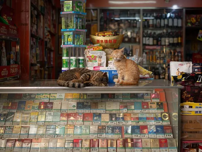 This Photographer Captured 40 New Photos Of Street Cats Around The World That Are Full Of Character