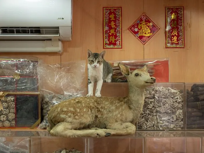 This Photographer Captured 40 New Photos Of Street Cats Around The World That Are Full Of Character