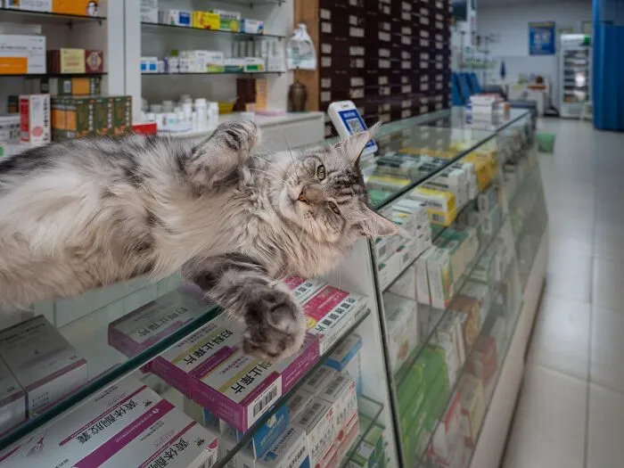 This Photographer Captured 40 New Photos Of Street Cats Around The World That Are Full Of Character