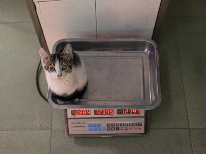 This Photographer Captured 40 New Photos Of Street Cats Around The World That Are Full Of Character