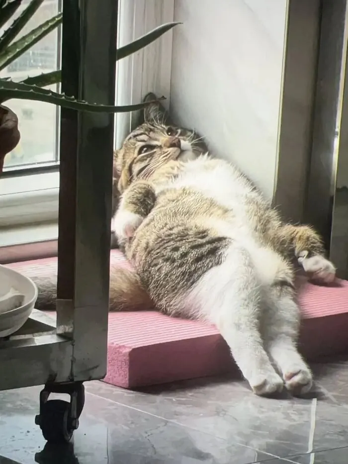 This Page Shared 40 Funny Pics With Cats Who Have Absolutely No Respect For Rules, Logic, Or Personal Space