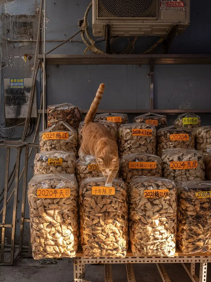 This Photographer Captured 40 New Photos Of Street Cats Around The World That Are Full Of Character