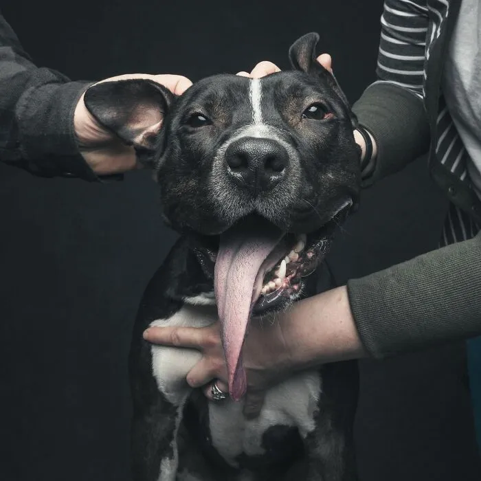38 Photos From This Series That Prove How Powerful The Bond Between Dogs And Humans Can Be