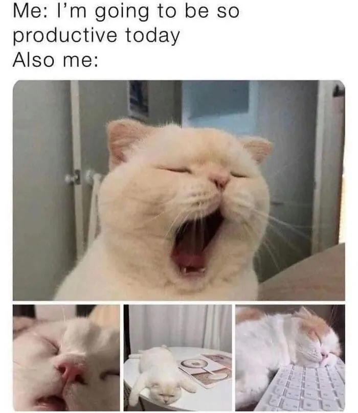 65 Hilarious Photos And Memes From This Page That Prove Life Is Better With Cats