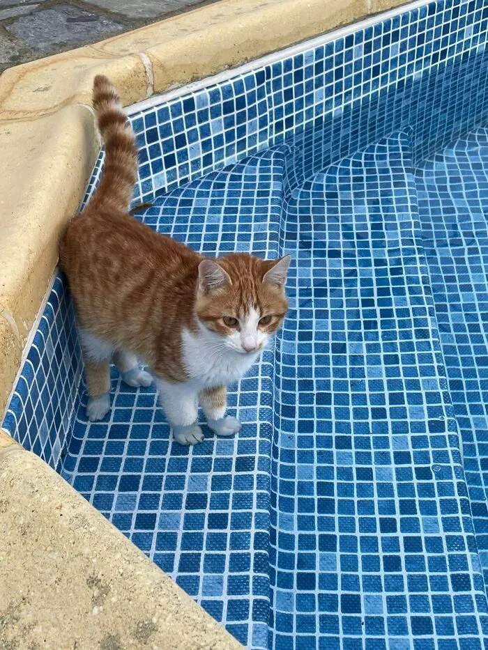 Our New Family Member Is Exploring Our Pool