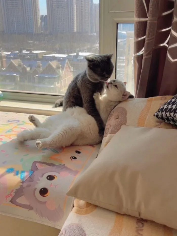 This Page Shared 40 Funny Pics With Cats Who Have Absolutely No Respect For Rules, Logic, Or Personal Space