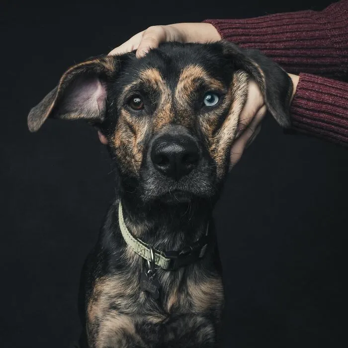 38 Photos From This Series That Prove How Powerful The Bond Between Dogs And Humans Can Be