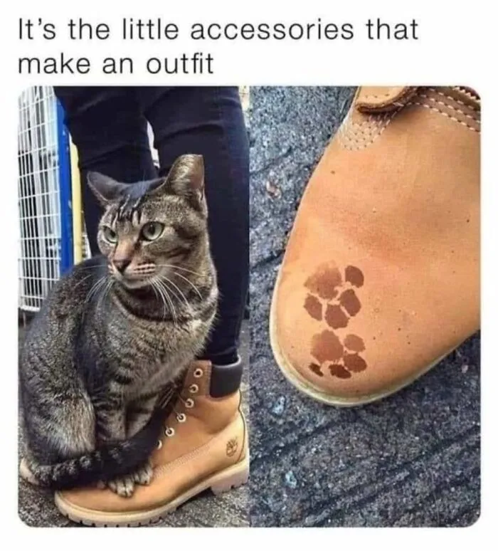 65 Hilarious Photos And Memes From This Page That Prove Life Is Better With Cats