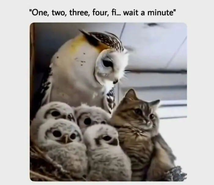 65 Hilarious Photos And Memes From This Page That Prove Life Is Better With Cats