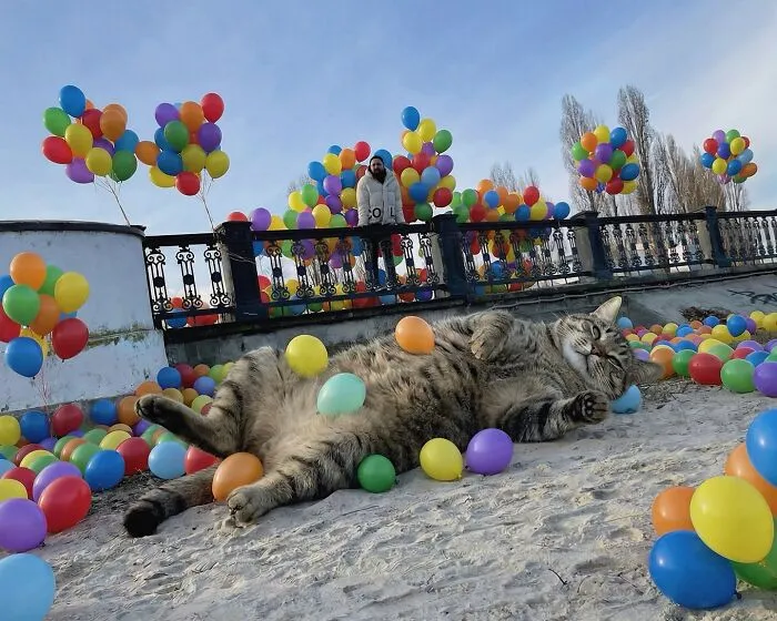 This Artist’s Giant Cat Photoshop Series Returns With 26 New Pics