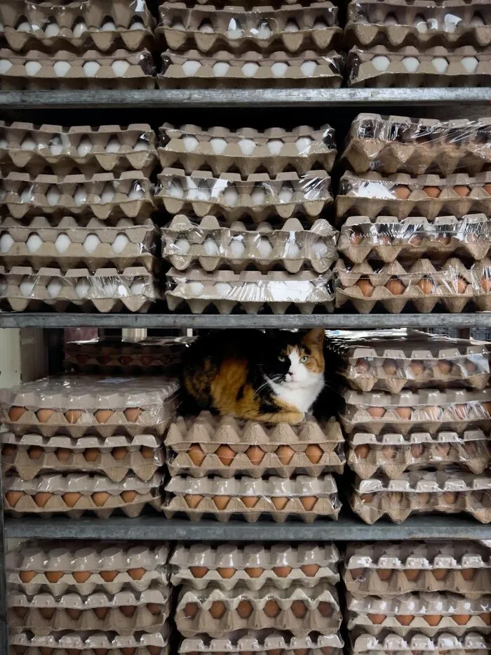 This Photographer Captured 40 New Photos Of Street Cats Around The World That Are Full Of Character