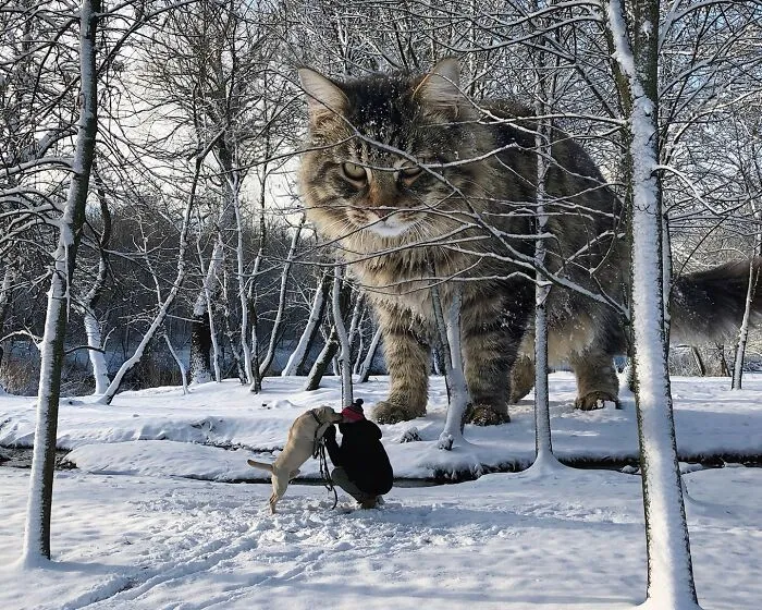 This Artist’s Giant Cat Photoshop Series Returns With 26 New Pics