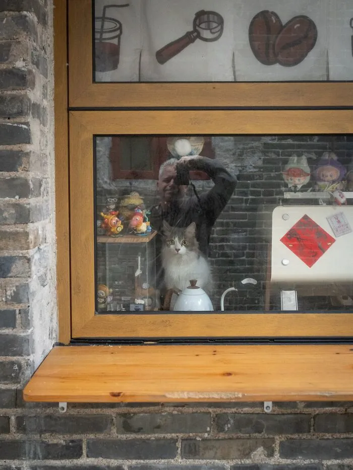 This Photographer Captured 40 New Photos Of Street Cats Around The World That Are Full Of Character