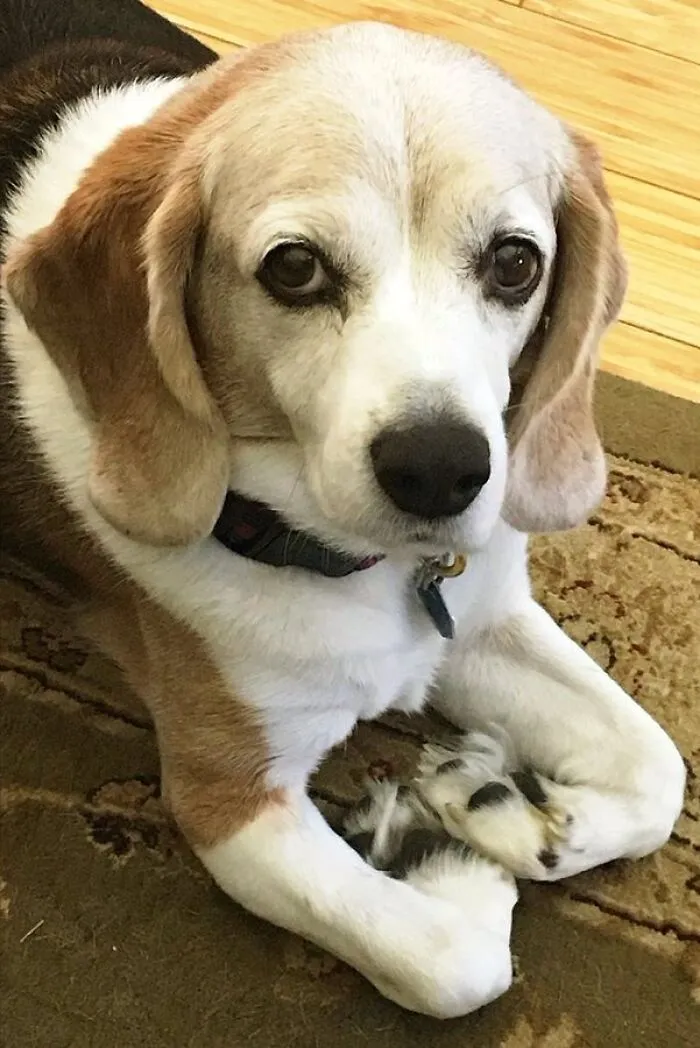 Funny pets: A close-up of a tricolor beagle with soulful eyes, lying on a patterned rug, looking up.