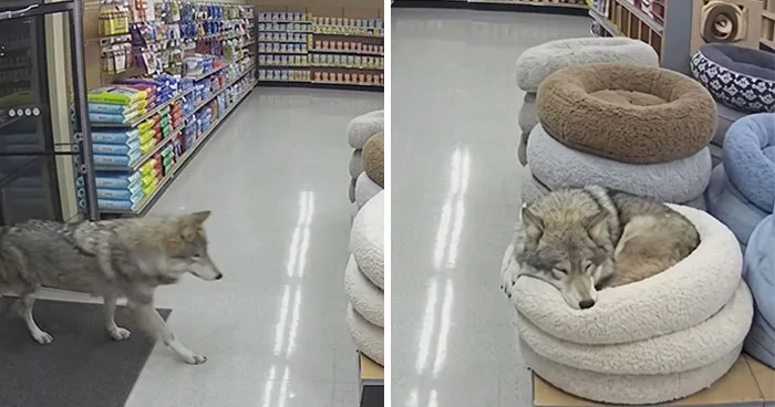 33 Of The Most Hilarious And Cute 'Important Animal Images' To Brighten Your Day (New Pics)