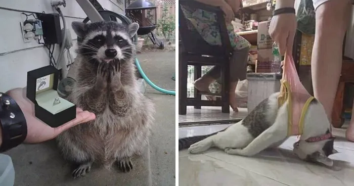 30 «Imágenes importantes de animales» que te harán sonreír