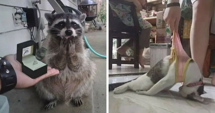 30 «Imágenes importantes de animales» que te harán sonreír