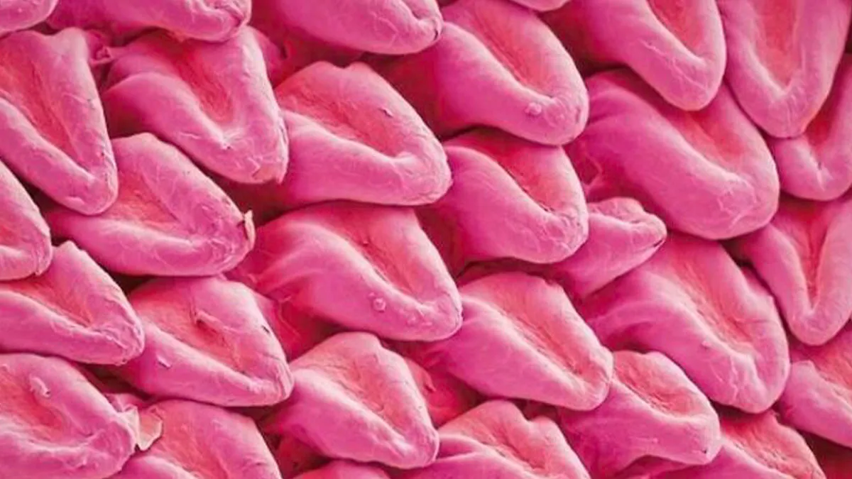 72 Remarkable Microscopic Pictures Showing Things Up-Close You Probably Have Never Seen