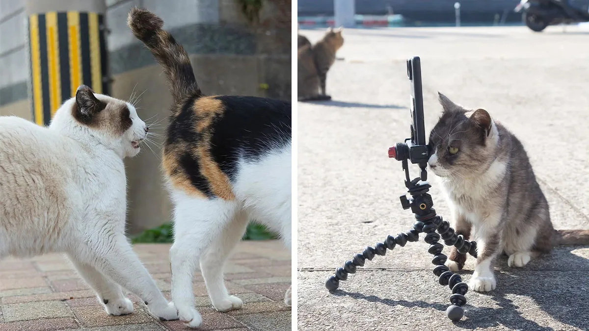 This Photographer Captured Exactly Why Cats Are So Endlessly Entertaining (61 Pics)