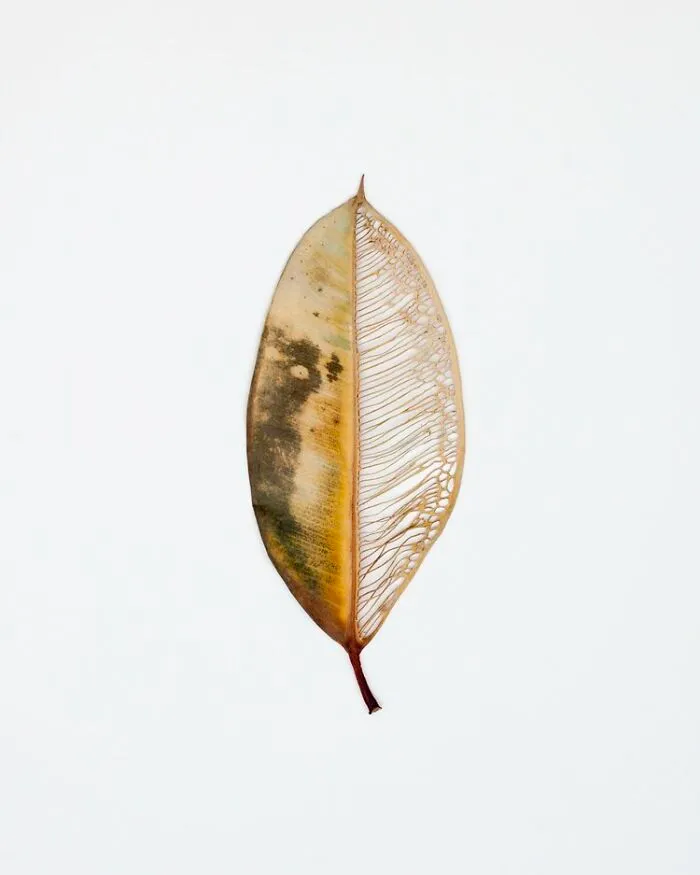 Cut Botanicals