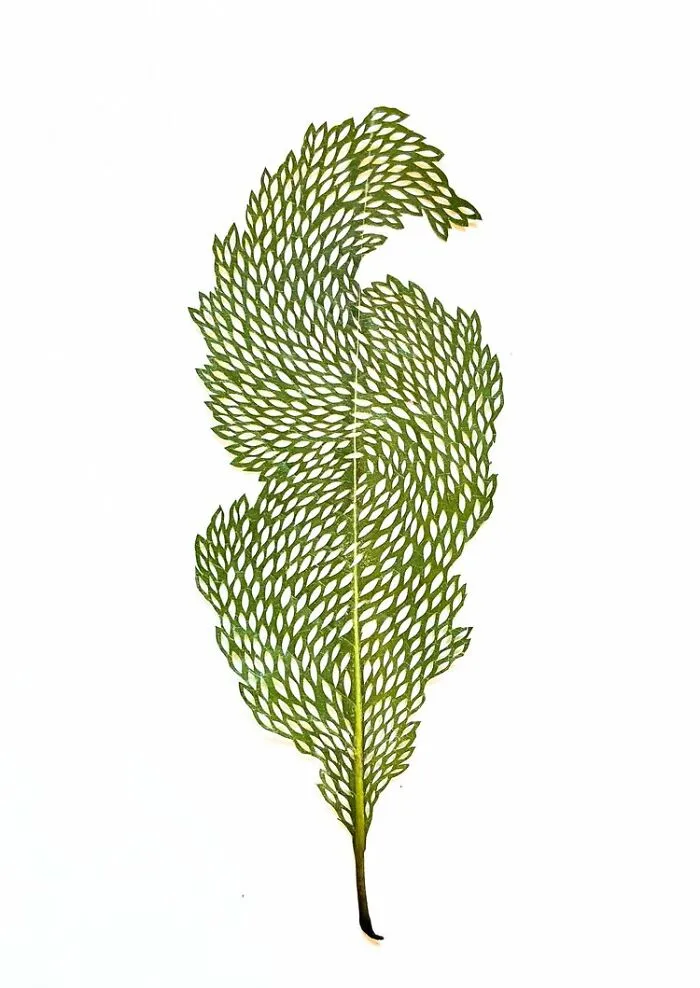 Cut Botanicals