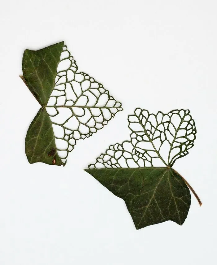 Cut Botanicals