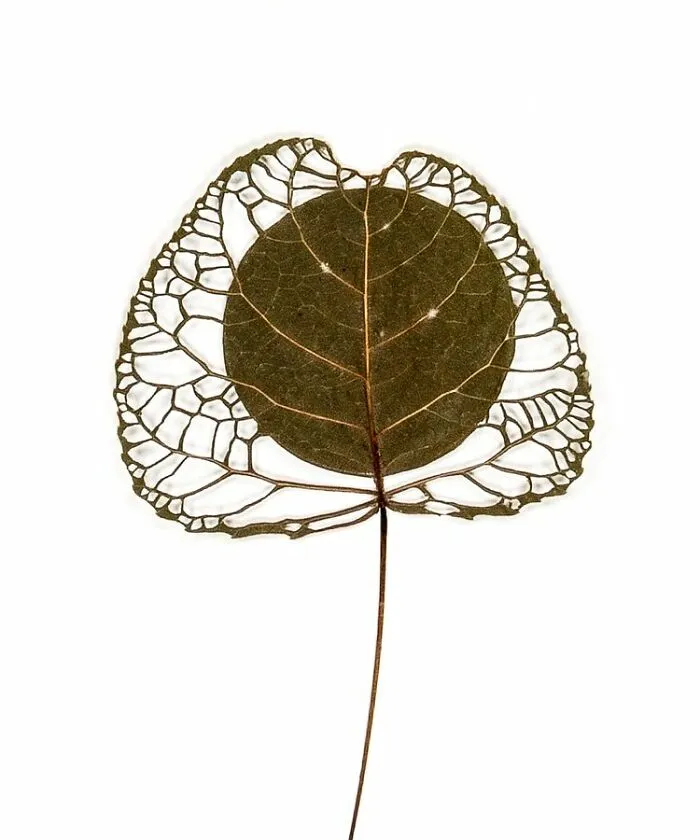 Cut Botanicals