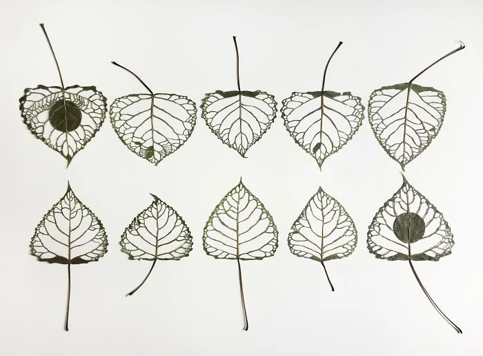 Cut Botanicals
