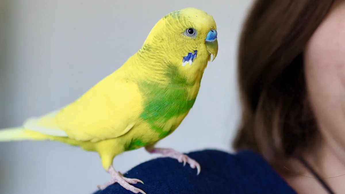 51 Stories Of Pets Acting So Human Owners Could Hardly Believe Their Intelligence